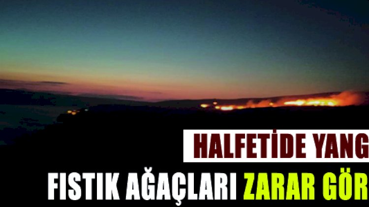 Halfeti ilçesinde ot yangını fıstık ağaçlarına zarar verdi* Halfeti ilçesinde ot yangını fıstık ağaçlarına zarar verdi*