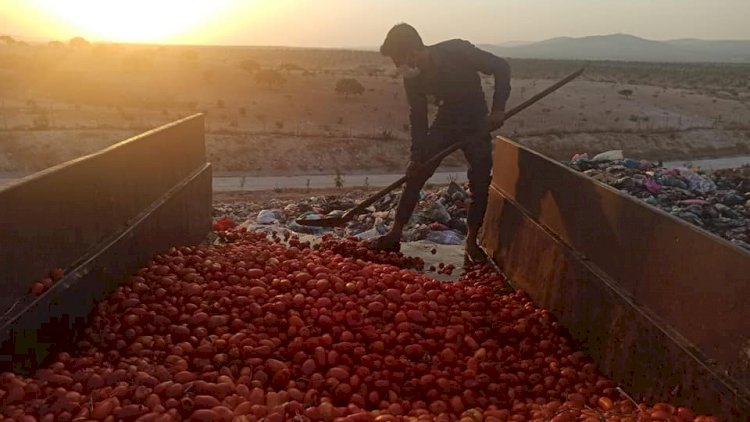 Çürümüş domatesleri salça yapıp satacaklardı Çürümüş domatesleri salça yapıp satacaklardı
