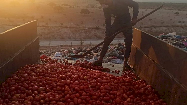 Çürümüş domatesleri salça yapıp satacaklardı Çürümüş domatesleri salça yapıp satacaklardı