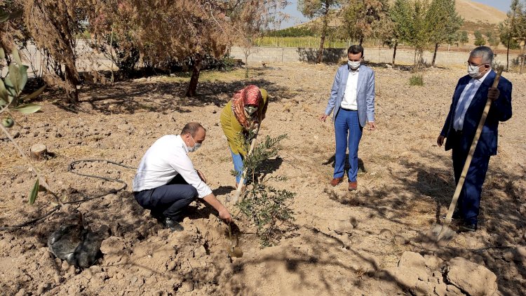 Öğrenciler okullarıyla fidanlar ise toprakla buluştu* Öğrenciler okullarıyla fidanlar ise toprakla buluştu*