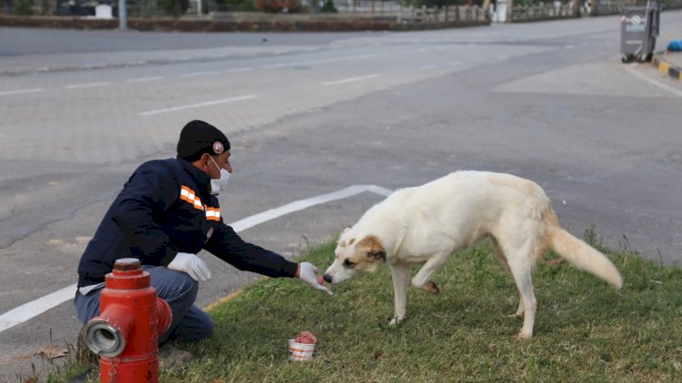 Belediye ekipleri sokak hayvanlarını unutmadı Belediye ekipleri sokak hayvanlarını unutmadı