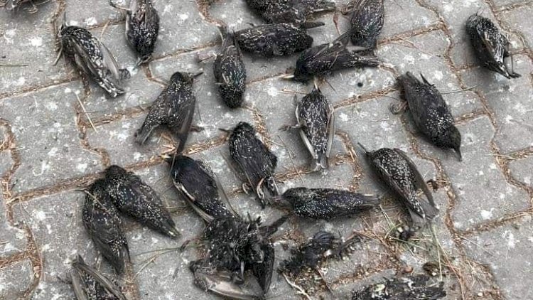 Nizip'te Sığırcık Kuşların *****engiz ölümü Nizip'te Sığırcık Kuşların *****engiz ölümü