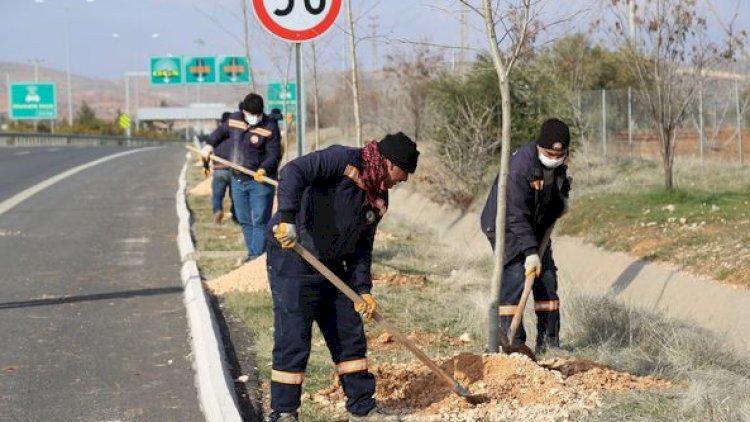 Nizip’te ağaçlandırma çalışmaları Nizip’te ağaçlandırma çalışmaları