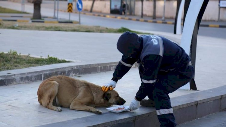 Nizip Belediyesi Sokak hayvanlarını unutmuyor Nizip Belediyesi Sokak hayvanlarını unutmuyor