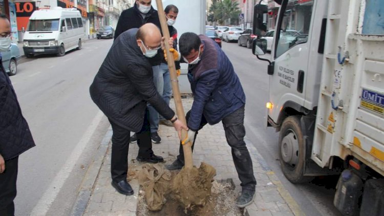 Başkan Sarı ağaçlandırma çalışmasına katıldı