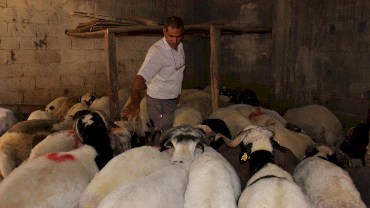 Nizip'te kurbanlık satışları başladı