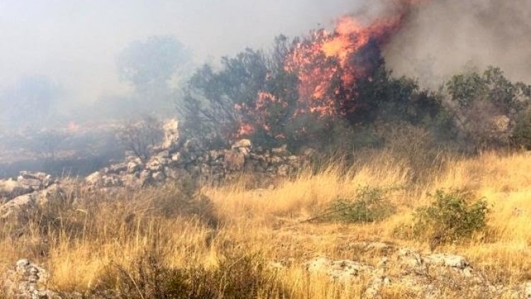 Ormanlık alanda başlayan yangın fıstık tarlasına sıçradı