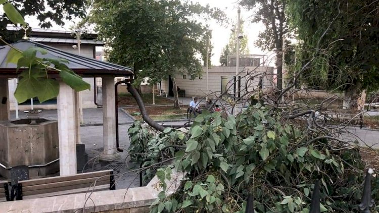 Pavlonya ağacı cami avlusunda şadırvanın üzerine devrildi Pavlonya ağacı cami avlusunda şadırvanın üzerine devrildi