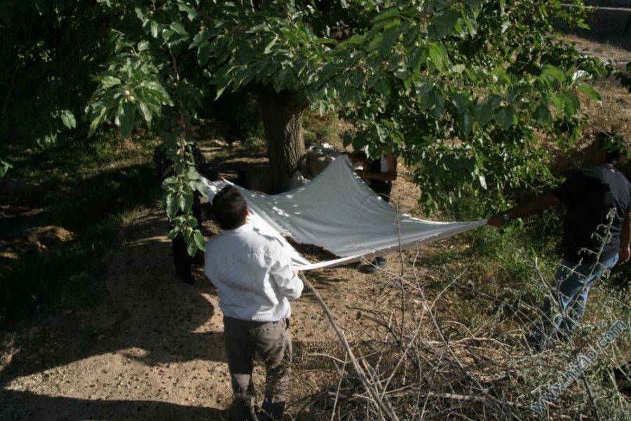 Dut silkelemek akçakent bahçe __9411__Foto
