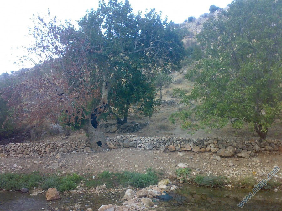 küçük alahacı çınar agacı 