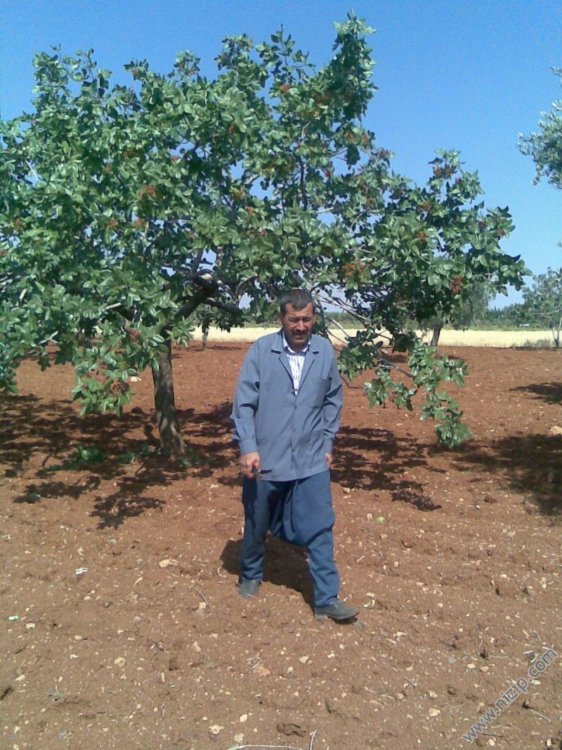 habeş şeker 