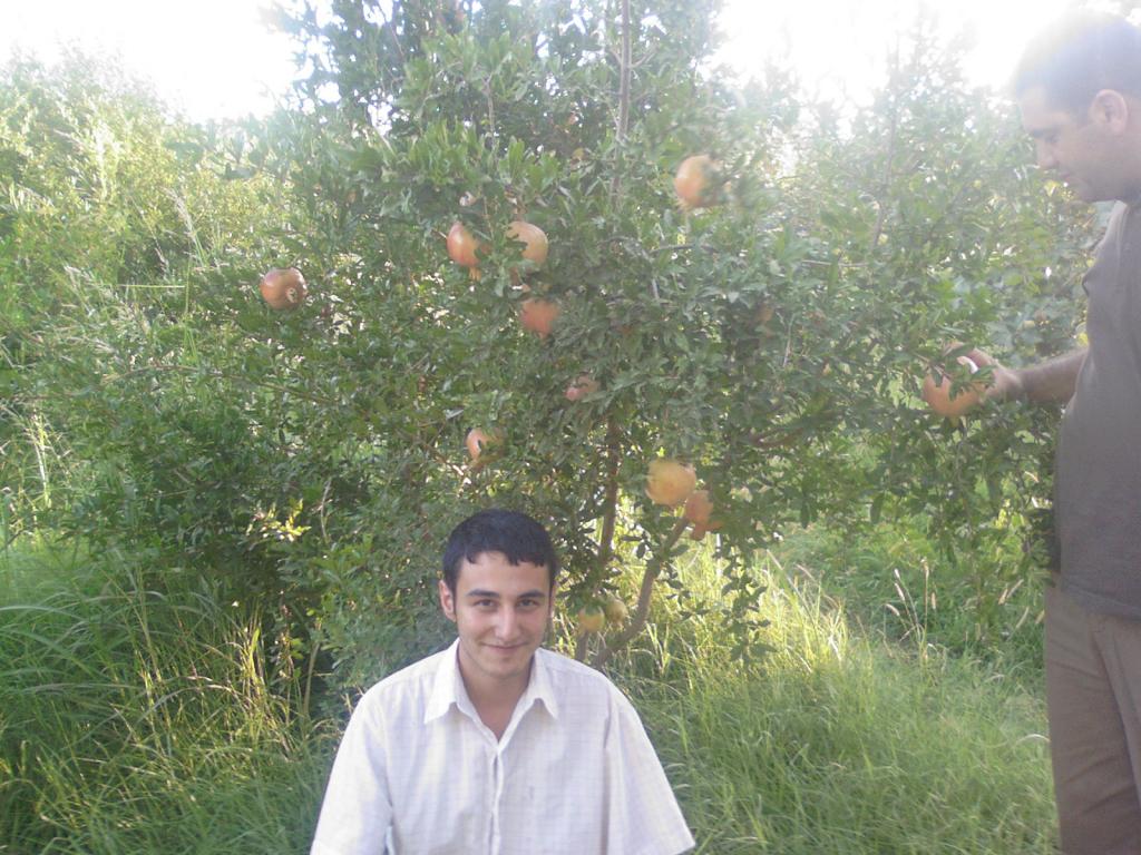 NAR AĞACI 