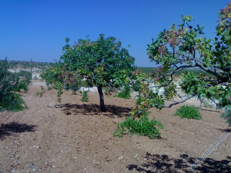 fıstık 