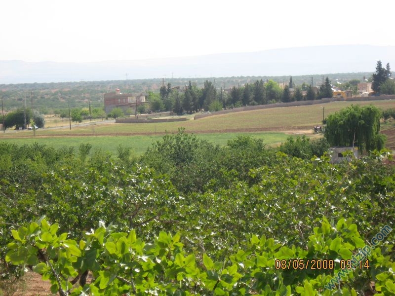 dutlu(torumahmut) 3 
