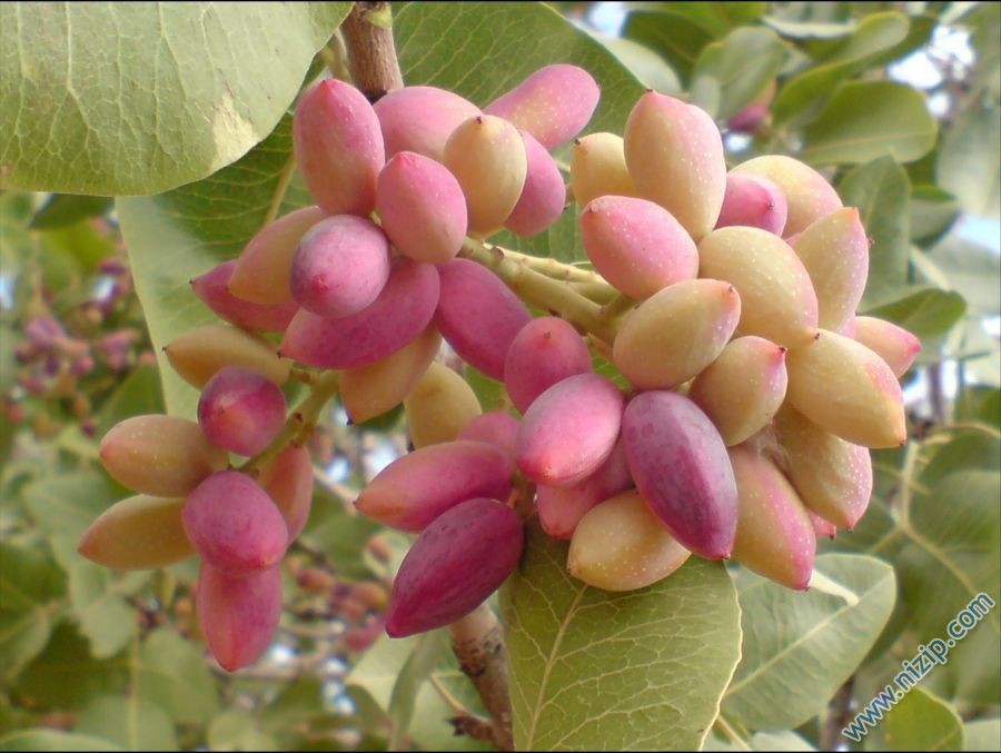 antep fıstıgı 
