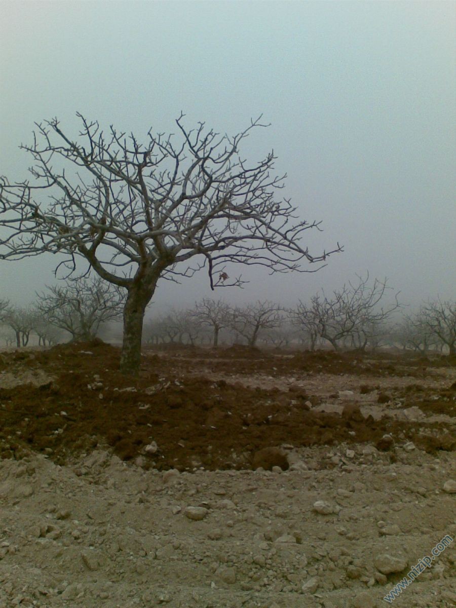 fıstık  tarlası 