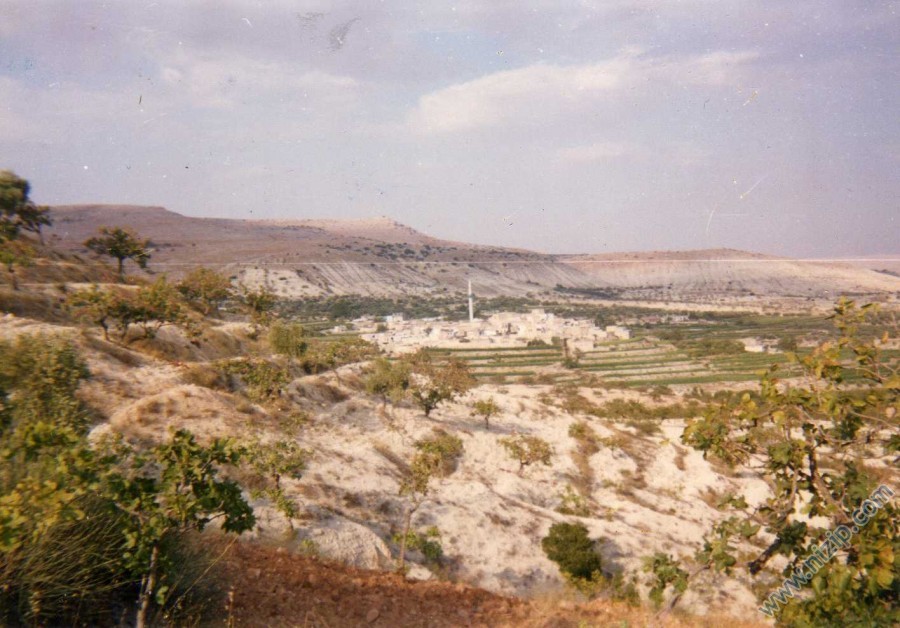 zergil 