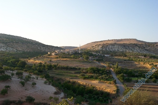 zergil 