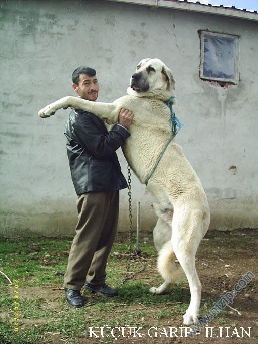 kangal 