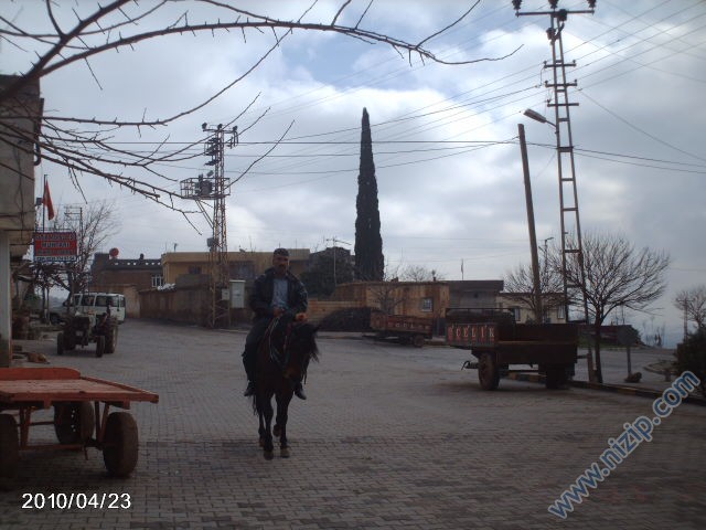 ali çalı 
