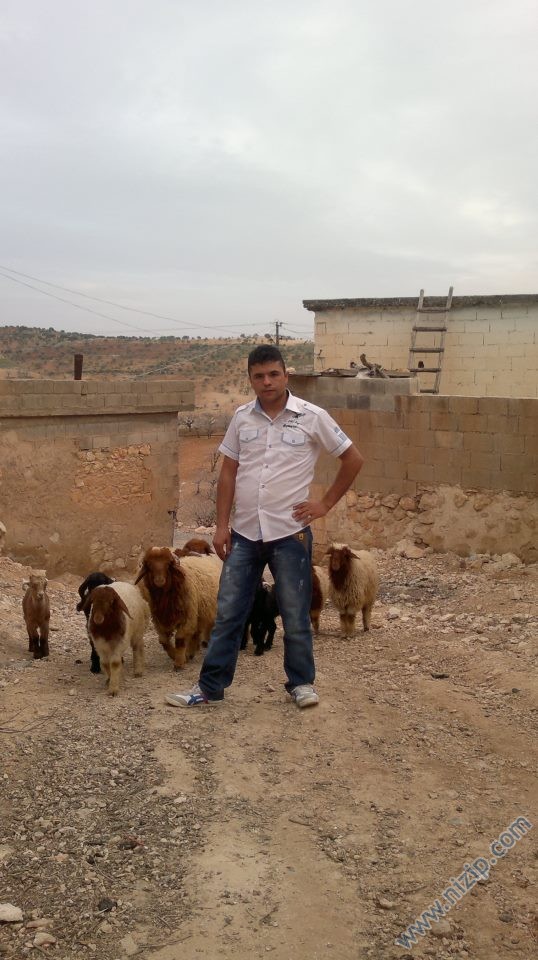 delbir koyu 
