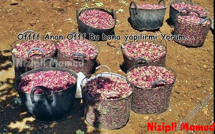 delbir koyu 