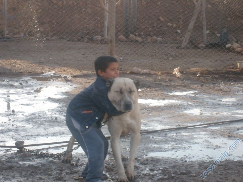 serhan ve pamuk 