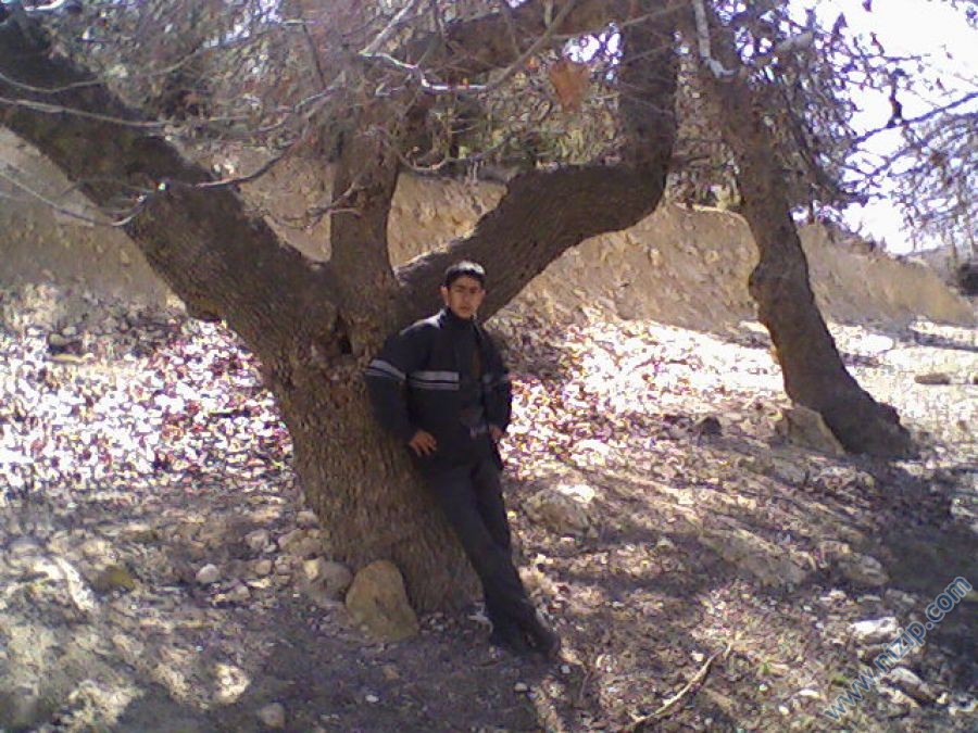 çınar 