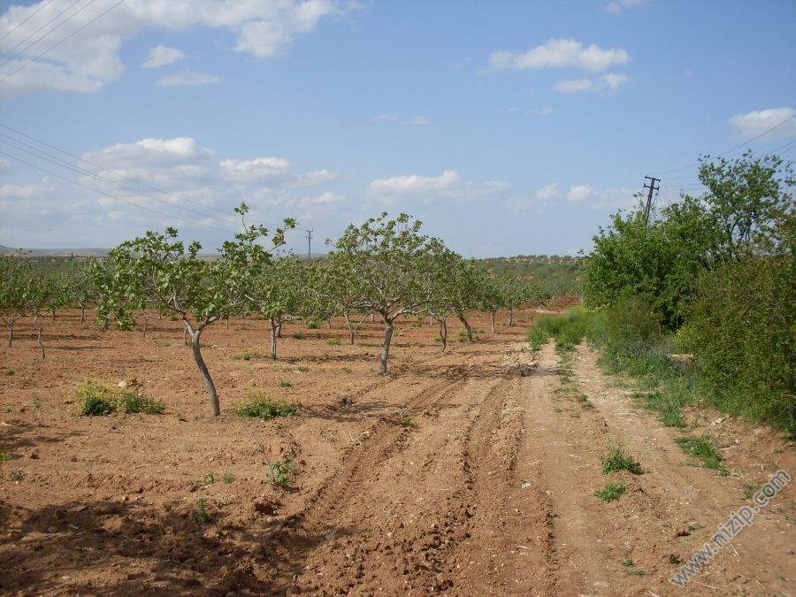 elmalık 