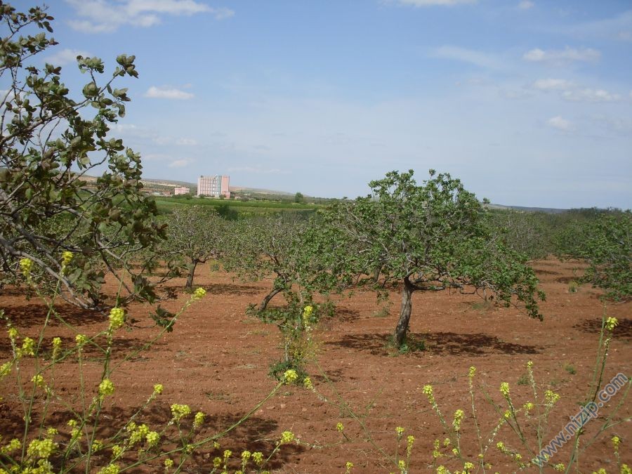 fıstıklık 