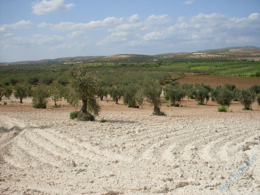 zeytinlik 