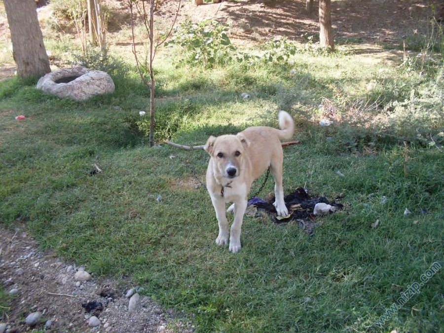 BEKÇİ 