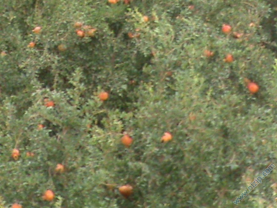 nar bahçesi 