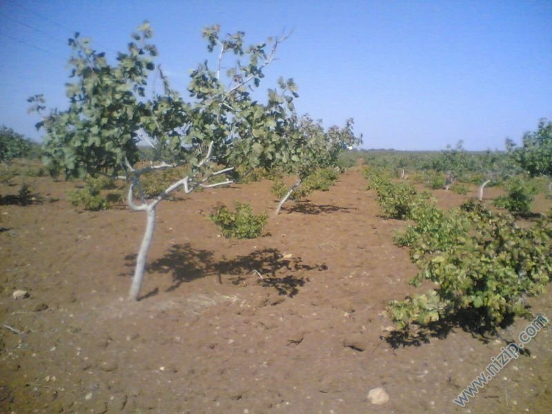 bağımız 