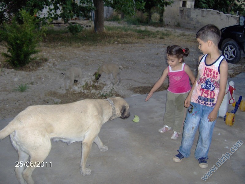 AKFIRAT ÇİFTLİĞİ 