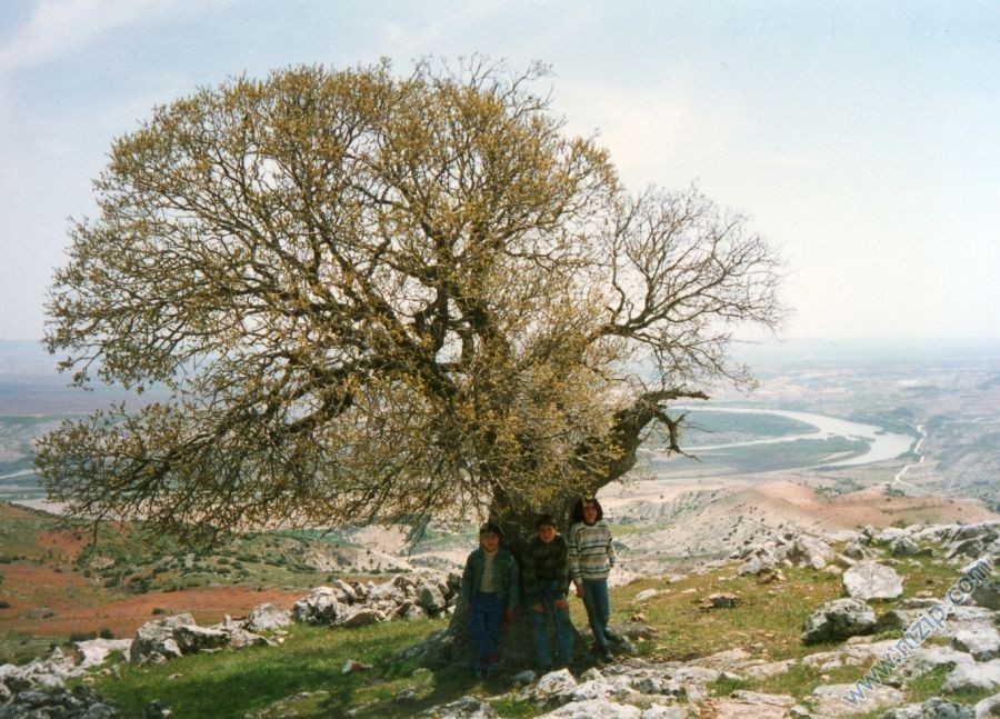 YEŞİLTEPE-MINDIKLI(akfırat çiftliği)bölgenin en yüksek yeri tarihi meşe ağacı! Foto__