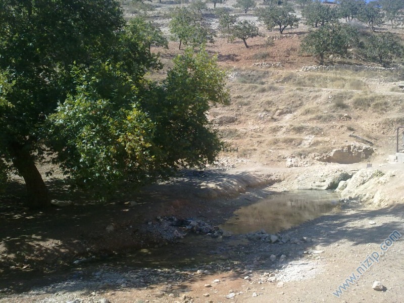 pınar 