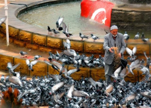 Kuşların Efendisi 