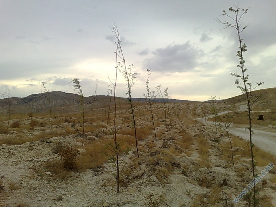 akasya fidan 