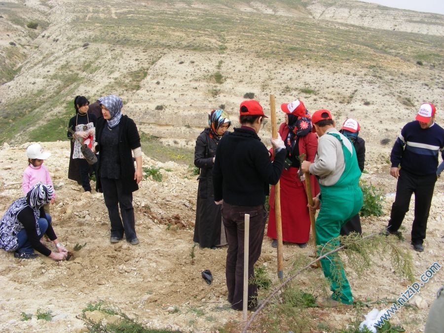 2010 agaçlandırma 
