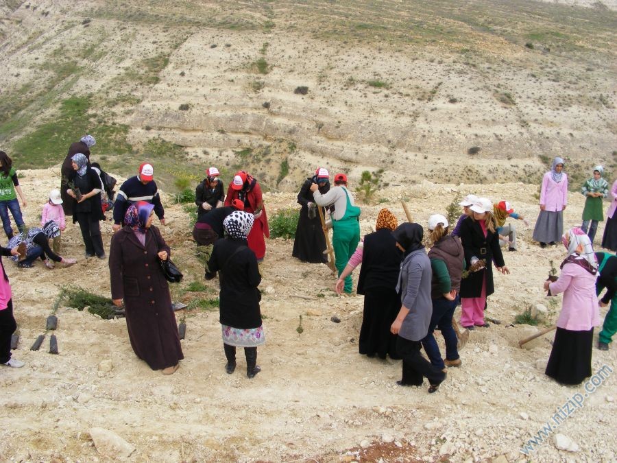2010 agaçlandırma 