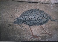 tavus kuşu 