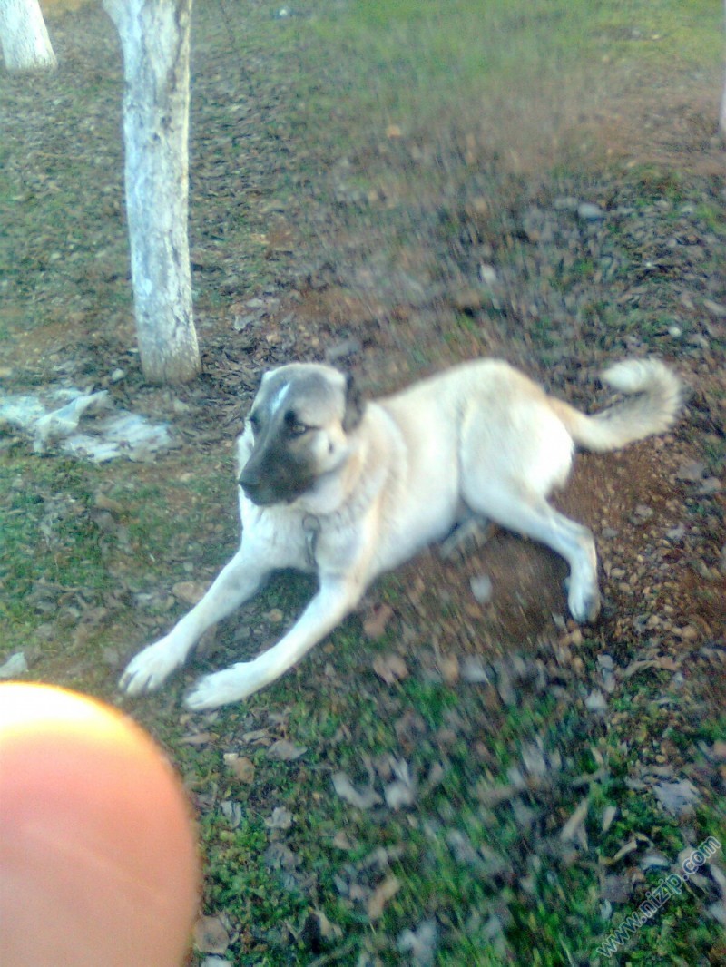 kangal 