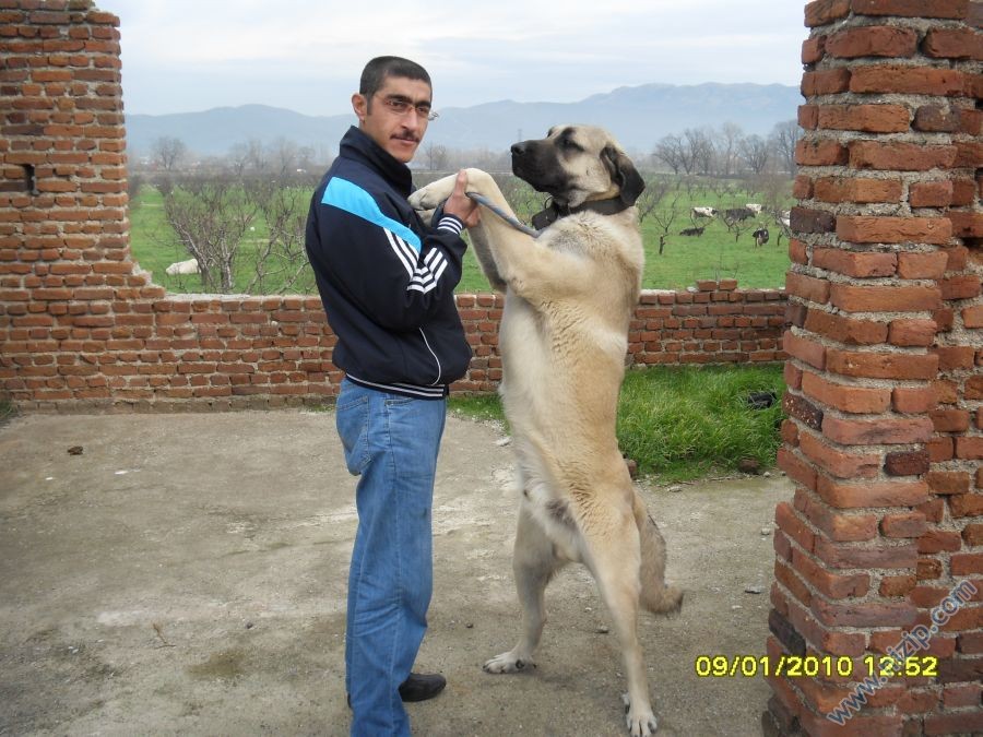 karakiya27 