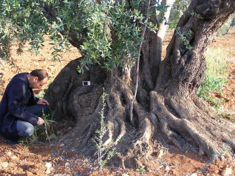 1000 yıllık zeytin ağacı 
