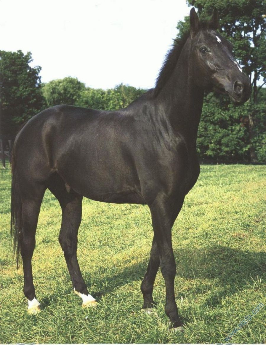 kısrak 