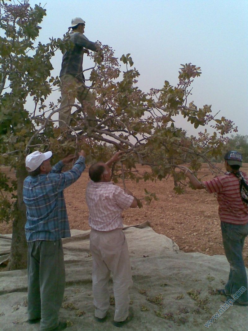 fıstık 