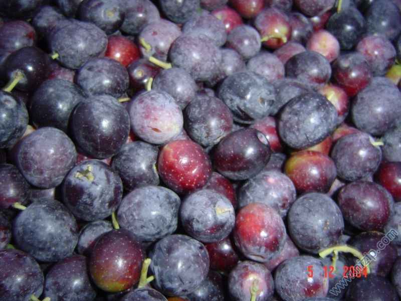 zeytin 