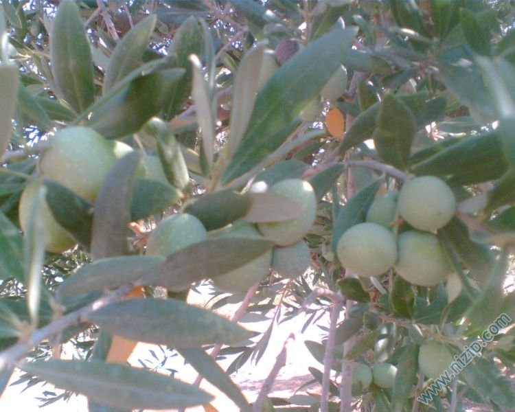 zeytin 