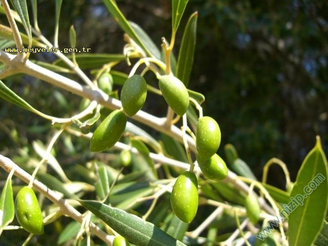 zeytin 